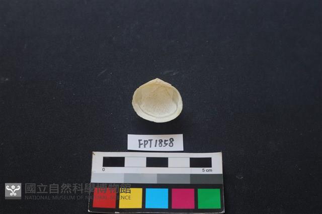 貝殼藏品圖，第2張
