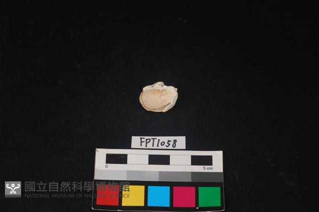 貝殼藏品圖，第2張