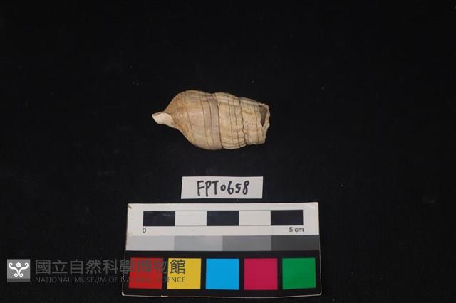 貝殼藏品圖，第2張