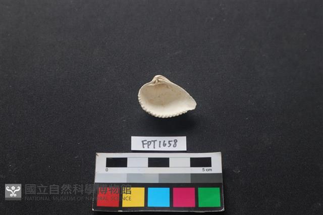 貝殼藏品圖，第2張