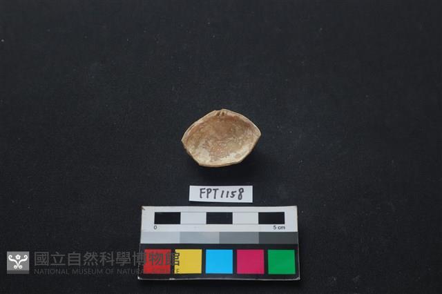 貝殼藏品圖，第2張