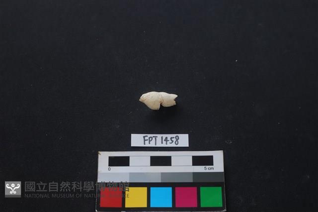 貝殼藏品圖，第2張