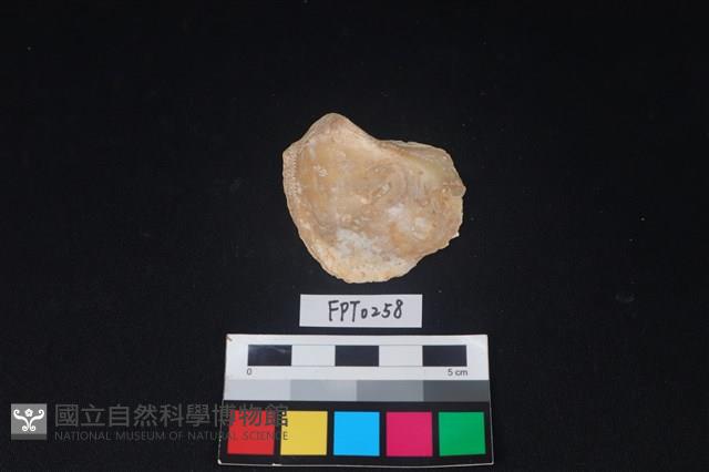 貝殼藏品圖，第2張