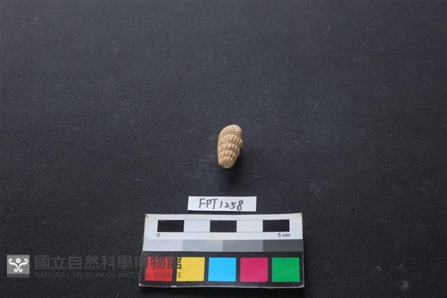 貝殼藏品圖，第2張