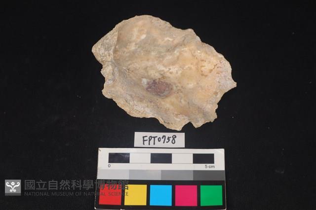 貝殼藏品圖，第2張