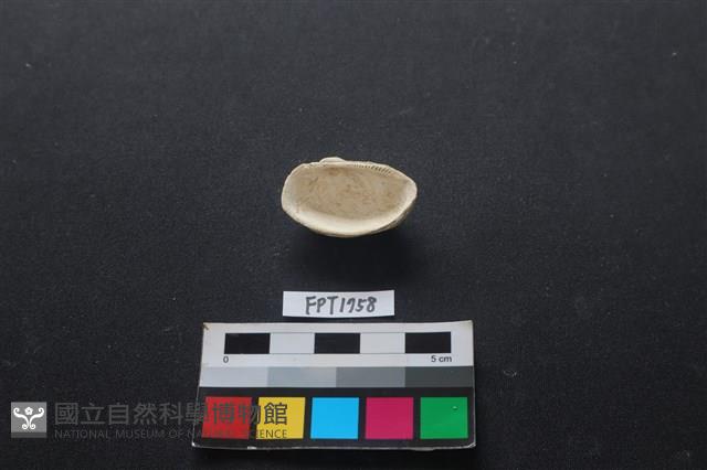 貝殼藏品圖，第2張