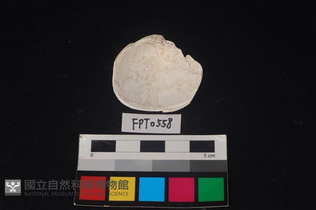貝殼藏品圖，第2張