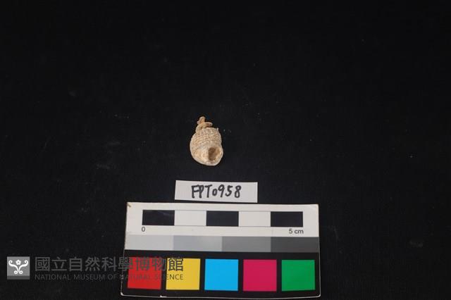 貝殼藏品圖，第2張