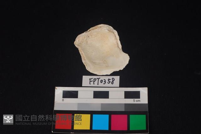 貝殼藏品圖，第2張