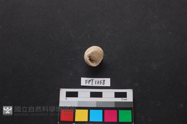 貝殼藏品圖，第2張