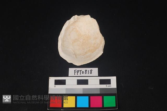 貝殼藏品圖，第2張