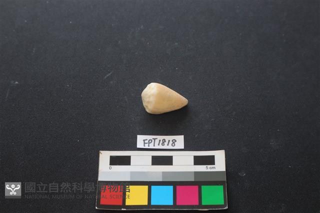 貝殼藏品圖，第2張