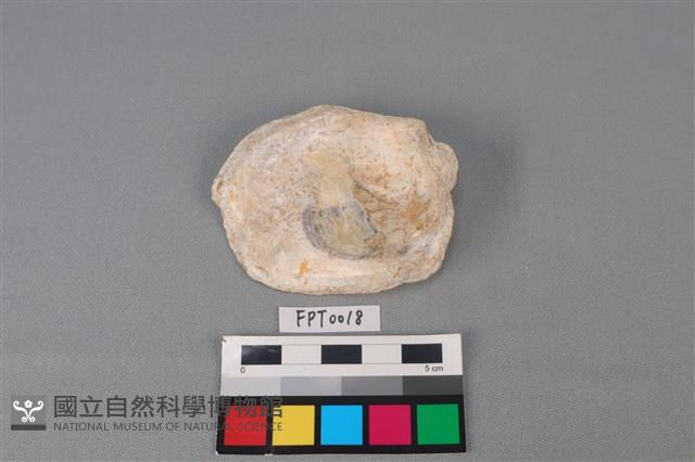 貝殼藏品圖，第2張