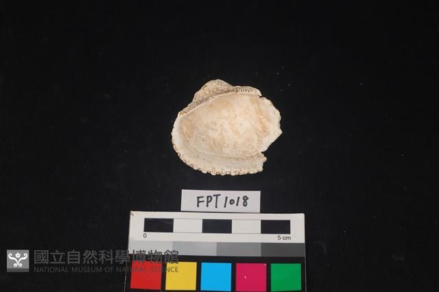 貝殼藏品圖，第2張