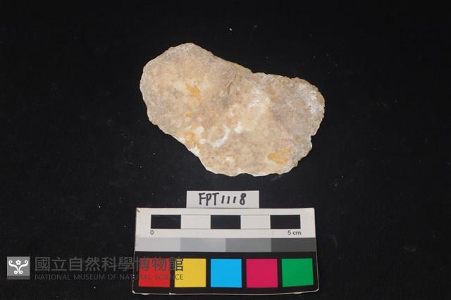 貝殼藏品圖，第2張