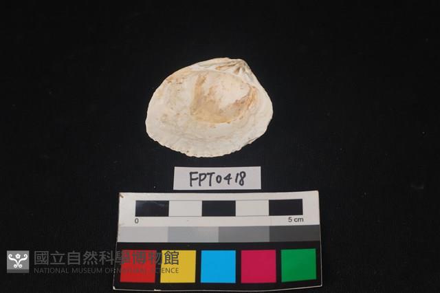 貝殼藏品圖，第2張