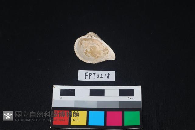 貝殼藏品圖，第2張