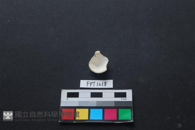 貝殼藏品圖，第2張