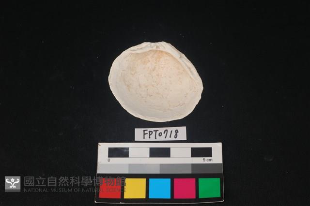 貝殼藏品圖，第2張