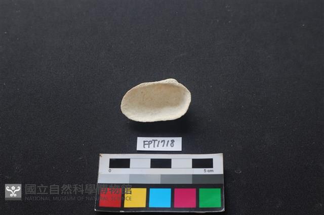 貝殼藏品圖，第2張