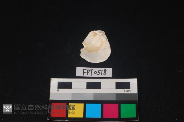 貝殼藏品圖，第2張