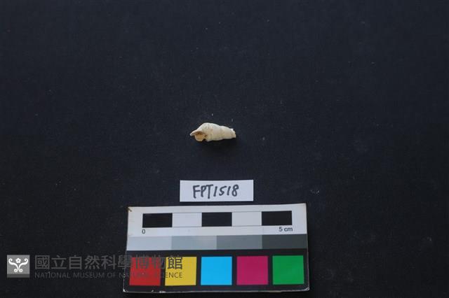 貝殼藏品圖，第2張