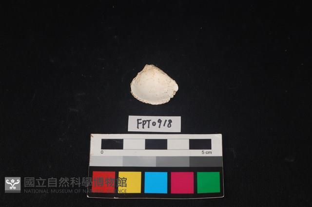 貝殼藏品圖，第2張