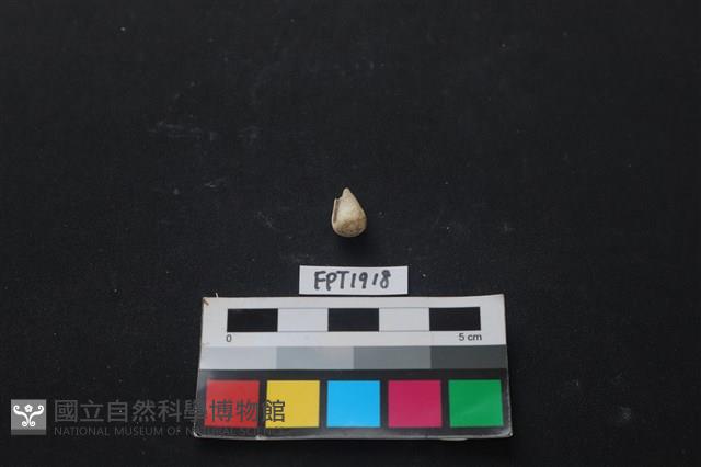 貝殼藏品圖，第2張