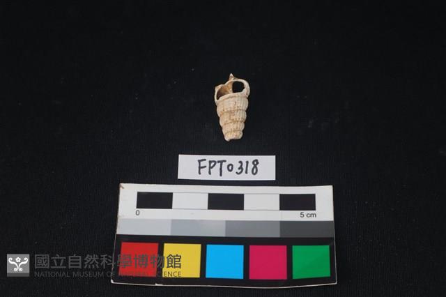 貝殼藏品圖，第2張