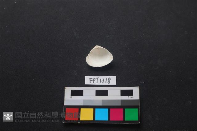 貝殼藏品圖，第2張