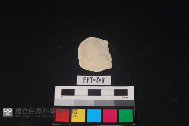 貝殼藏品圖，第2張