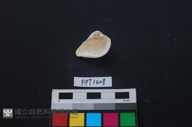 貝殼藏品圖，第2張