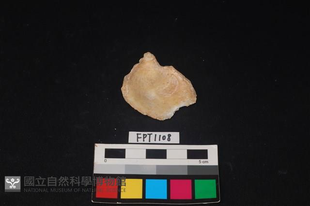 貝殼藏品圖，第2張