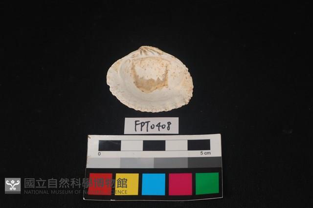 貝殼藏品圖，第2張