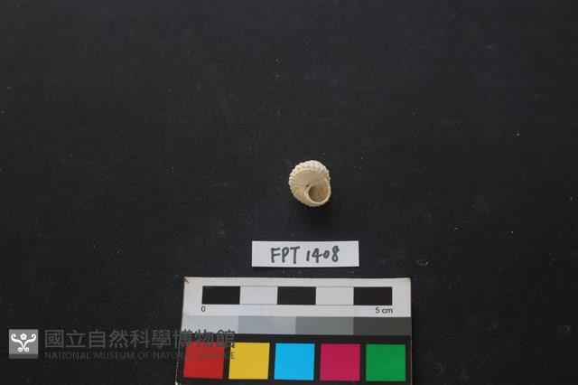 貝殼藏品圖，第2張