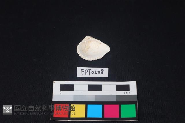貝殼藏品圖，第2張
