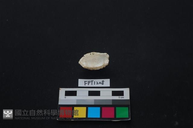 貝殼藏品圖，第2張