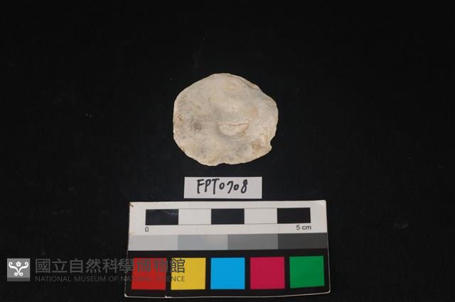 貝殼藏品圖，第2張