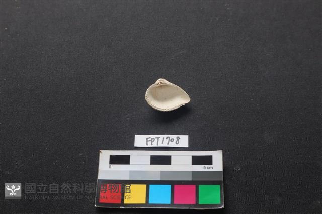 貝殼藏品圖，第2張