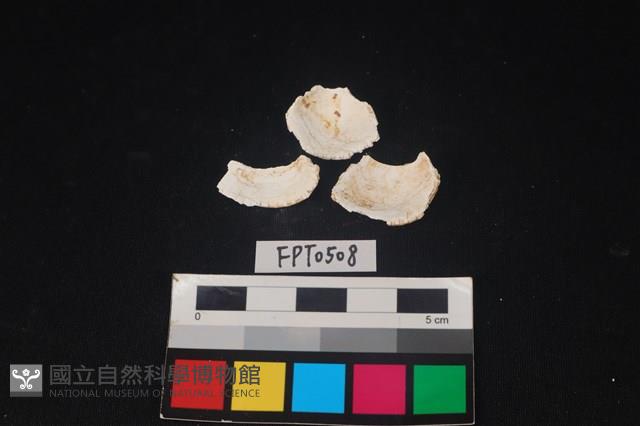 貝殼藏品圖，第2張