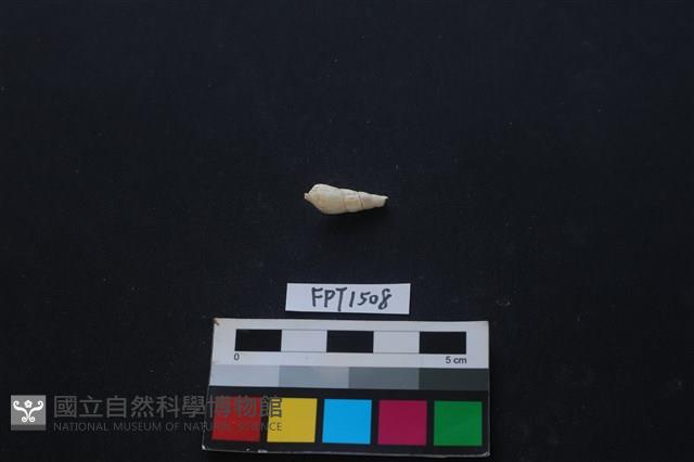 貝殼藏品圖，第2張