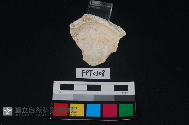 貝殼藏品圖，第2張