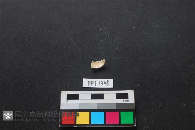 貝殼藏品圖，第2張