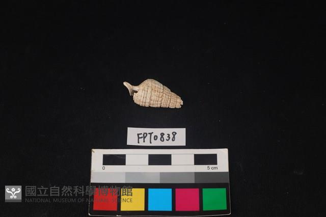 貝殼藏品圖，第2張