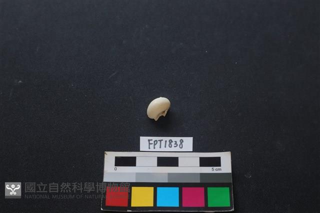 貝殼藏品圖，第2張