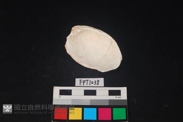 貝殼藏品圖，第2張