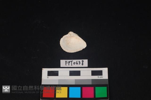 貝殼藏品圖，第2張