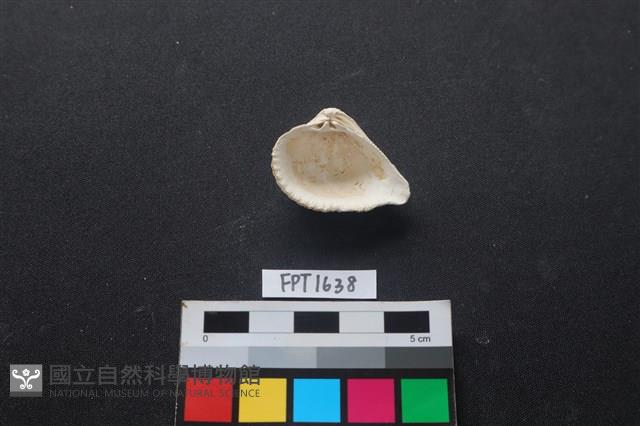 貝殼藏品圖，第2張