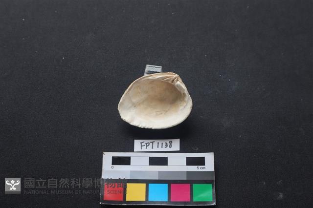 貝殼藏品圖，第2張