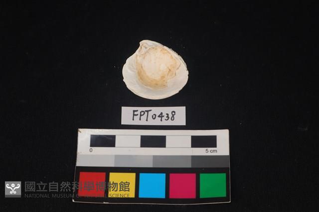 貝殼藏品圖，第2張